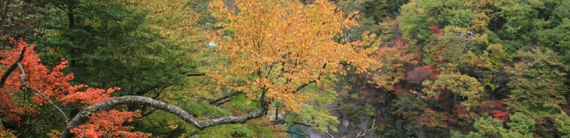 IMG_1920b.jpg